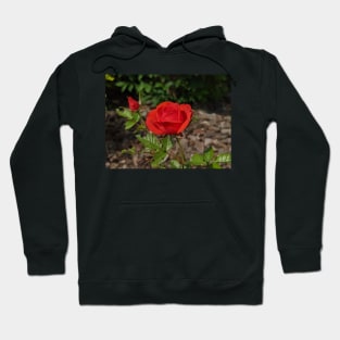 Red Rose and Rose Bud Hoodie